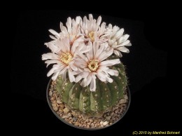 Gymnocalycium stellatum ssp. occultum 204